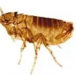 disinfestazione-pulci