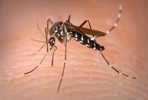 345px-Aedes_Albopictus