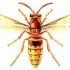Disinfestazioni a Troina:  rimozione nidi di vespe in giornata