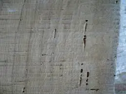 legno tarlato