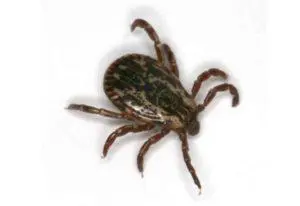 zecche