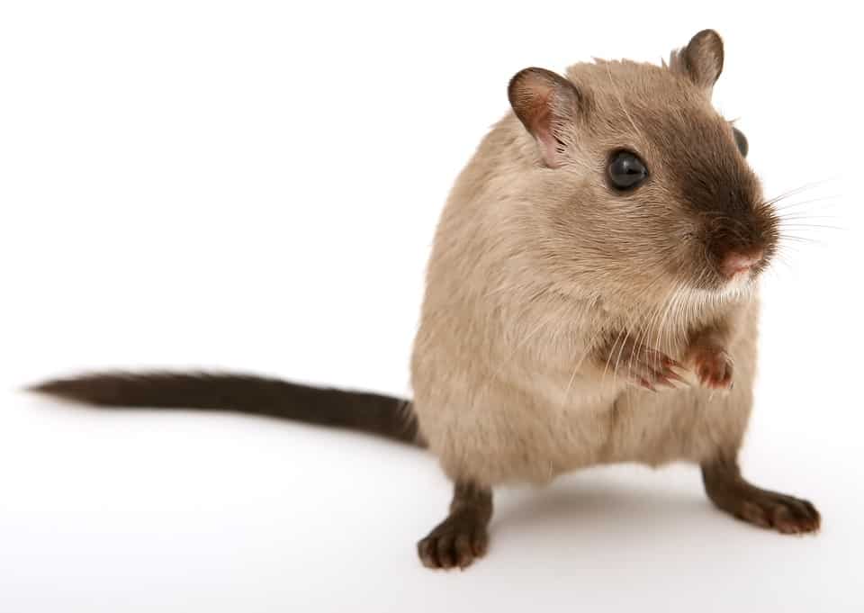 Derattizzazioni di topi e ratti