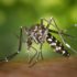Rimedi naturali contro le zanzare