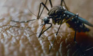 Zanzara dengue Zanzara dengue